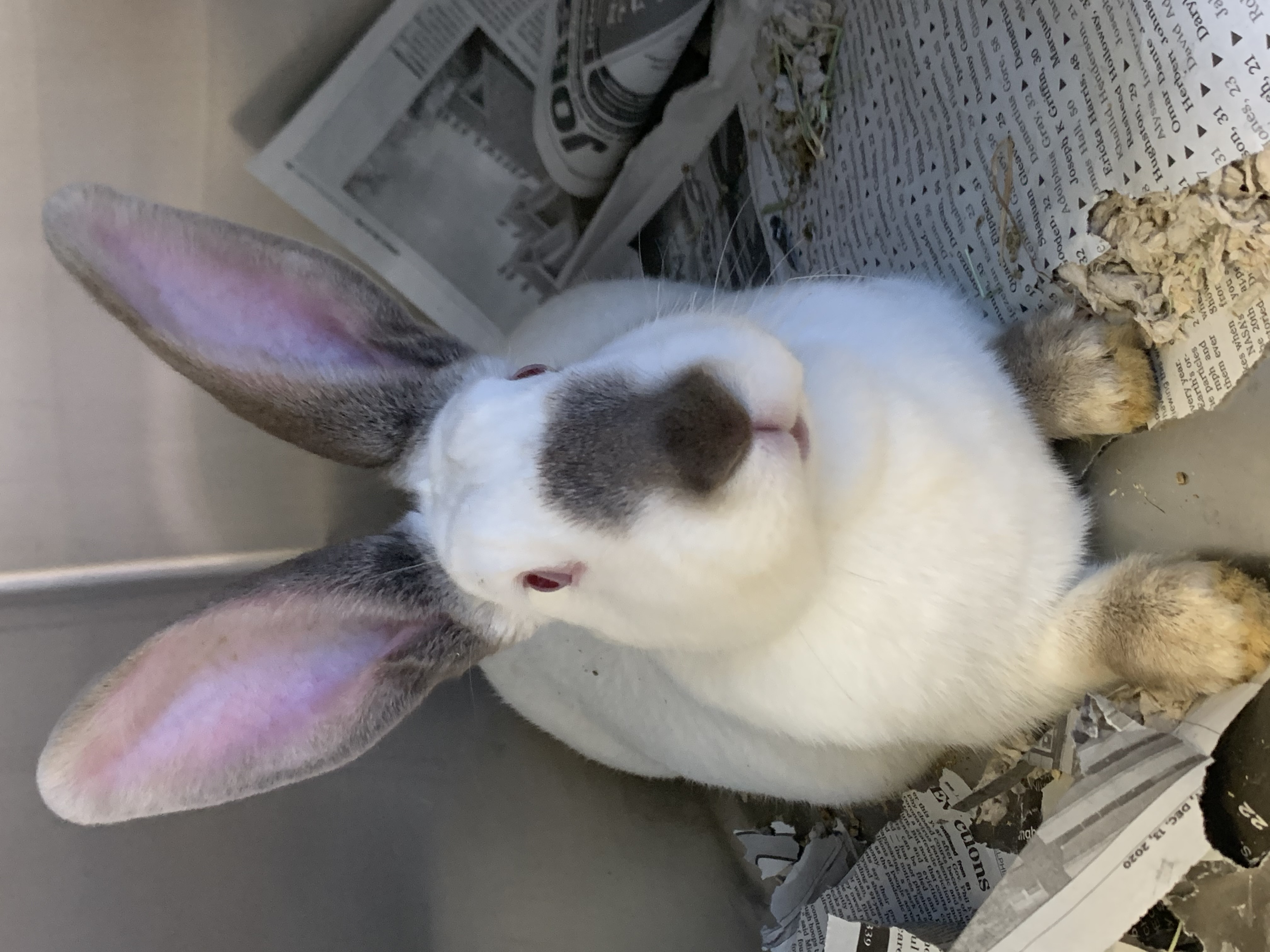 Pennsylvania SPCA rescues 47 rabbits from Lancaster County property